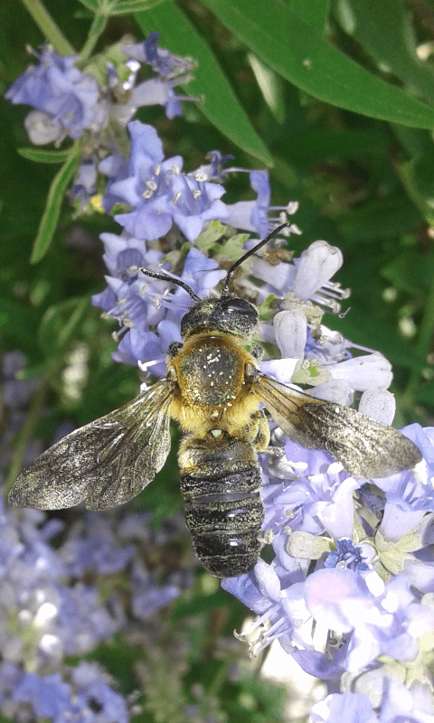 Megachile sculpturalis (Apidae Megachilinae)?